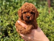 EŞSİZ GÜZELLİK DE KORE KAN TOY POODLE BEBEKLER