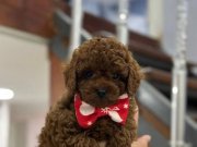 EN ÖZEL TOY POODLE YAVRULARIMIZ