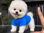 IRKININ EN MÜKEMMELİ POMERANIAN BOO YAVRULARI