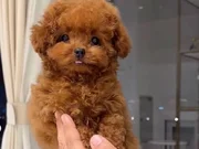 IRKININ EN İYİSİ KORE KAN POODLE YAVRULARIMIZ