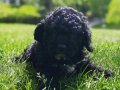 ÇOK  ÖZEL SİYAH TOY POODLE YAVRULARIMIZ 
