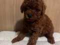 ÇOK ÖZEL RED BROWN TOY POODLE YAVRULARIMIZ 