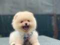 IRKININ EN MÜKEMMELİ POMERANIAN BOO YAVRULARI