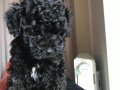 ÇOK ÖZEL SİYAH TOY POODLE YAVRULARIMIZ 