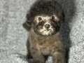 ÇOK ÖZEL SILVER POODLE YAVRULARIMIZ