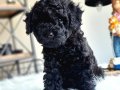 ÇOK ÖZEL SİYAH TOY POODLE YAVRULARI