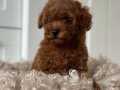 MÜKEMMEL KALİTE RED BROWN TOY POODLE YAVRULARI