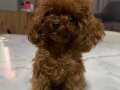 MICRO TEA CUP RED BROWN KORE  POODLE KIZIMIZ