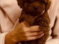 MUHTEŞEM KORE KAN TOY POODLE YAVRULARIMIZ