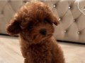 MUHTEŞEM KORE KAN TOY POODLE YAVRULARIMIZ
