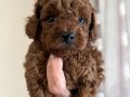 MÜKEMMEL KALİTE RED BROWN POODLE YAVRULARI