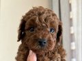 MÜKEMMEL KALİTE RED BROWN POODLE YAVRULARI