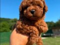 EŞSİZ GÜZELLİK DE KORE KAN TOY POODLE BEBEKLER