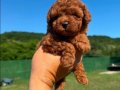 EŞSİZ GÜZELLİK DE KORE KAN TOY POODLE BEBEKLER