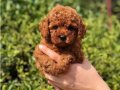 EŞSİZ GÜZELLİK DE KORE KAN TOY POODLE BEBEKLER