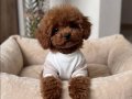 IRKININ EN MÜKEMMELİ TOY POODLE YAVRULARI