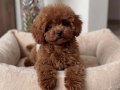 IRKININ EN MÜKEMMELİ TOY POODLE YAVRULARI