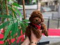 EN ÖZEL TOY POODLE YAVRULARIMIZ