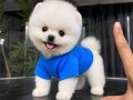 IRKININ EN MÜKEMMELİ POMERANIAN BOO YAVRULARI