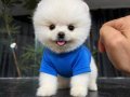 IRKININ EN MÜKEMMELİ POMERANIAN BOO YAVRULARI