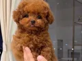 IRKININ EN İYİSİ KORE KAN POODLE YAVRULARIMIZ