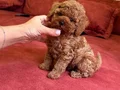 IRKININ EN İYİSİ KORE KAN POODLE YAVRULARIMIZ