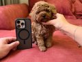 EŞSİZ GÜZELLİK TEA CUP POODLE YAVRULARI