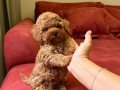EŞSİZ GÜZELLİK TEA CUP POODLE YAVRULARI