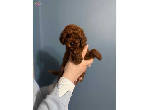 toy poodle dişi yavru