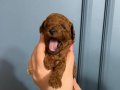 POODLE DİŞİ ERKEK YAVRU