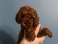 toy poodle dişi yavru