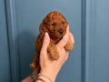 poodle erkek yavru