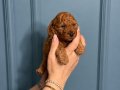 poodle erkek yavru