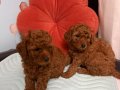 poodle erkek yavru