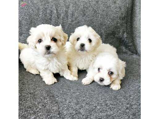 Karbeyazi maltese minikler