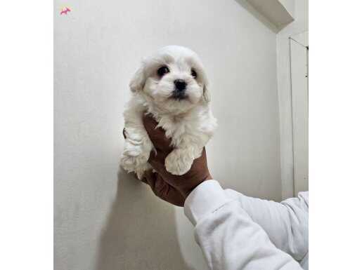 Maltese Miniklerimiz 