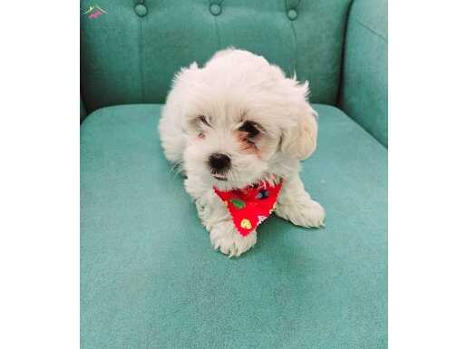 Teacup maltese minikler