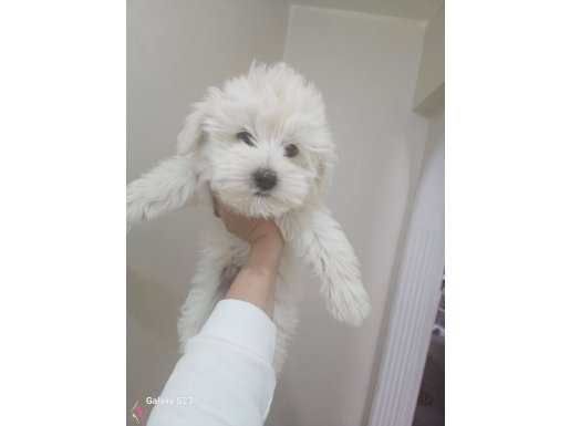 Maltese yavrular