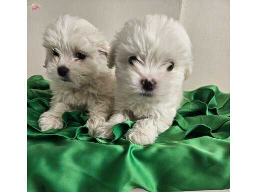 Teacup maltese terier 