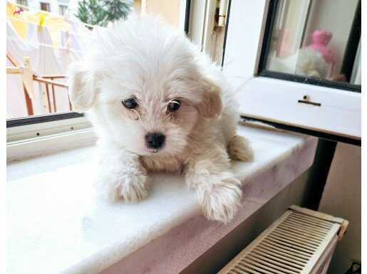 Minik maltese yavrular