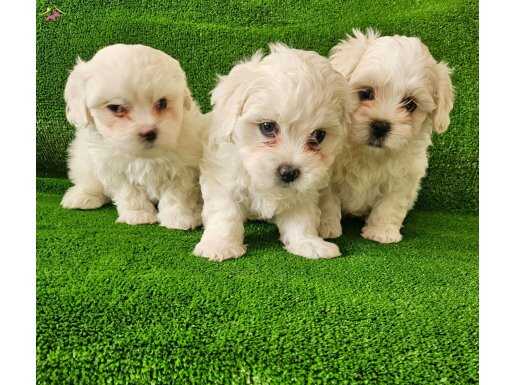 Kar beyazi maltese minnaklar