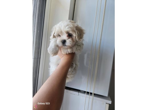 Teacup maltese bebekler