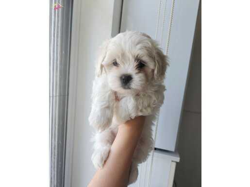Maltese minikler