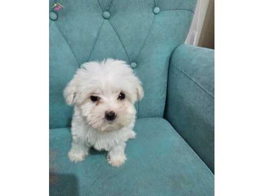 Maltese terier minnoslar