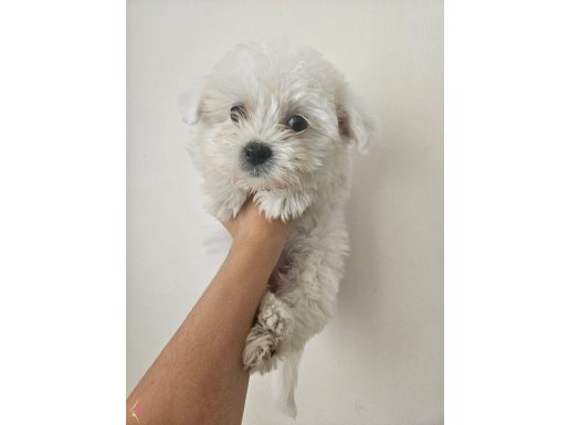 Minik maltese yavrular 