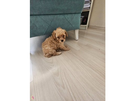 Poodle ayarinda maltipo bebekler