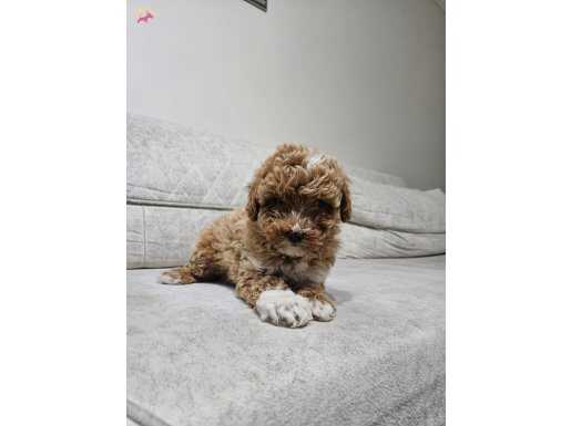 Poodle ayarinda maltipo yavrumuz