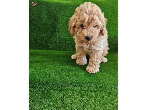 Poodle ayarinda maltio yavrularimiz