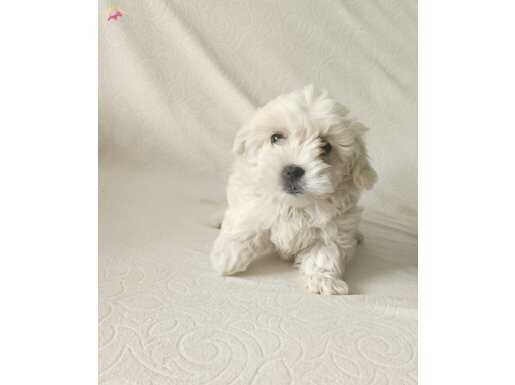 Maltese terrier yavrularimiz 