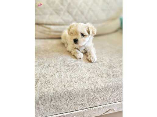 Teacup maltese yavrular
